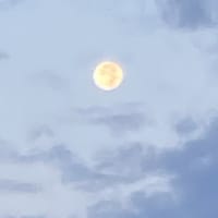 わたしの愛を飲み干しなさい