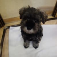 ミニチュアシュナウザーの子犬♡