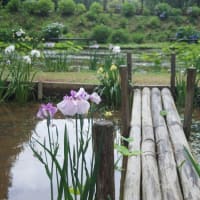 多気町「丹生大師の里の紫陽花」見てきました～(^^) 2025