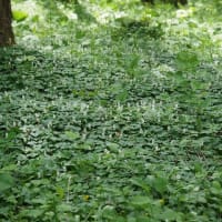 トウヒの森のマイヅルソウ