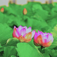 今朝早く、今川の花池に蓮の花の開花を見に行って来ました、通勤ラッシュに出会い、思う様に進まず、イライラ爺は、現地到着までに体力消耗為て、思う様に蓮の花と向き合え無かった。
