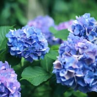 我が家の紫陽花の花