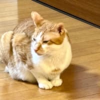 ５月２６日　暴挙に出ました