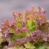 葉物野菜も暑い中元気です