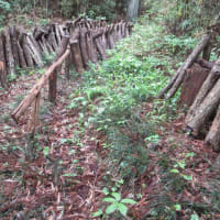 原木シイタケを本伏せする