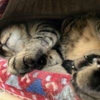 地域猫・・・