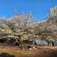 浜町公園の桜は