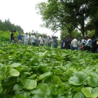 大崎地域「畑わさび」栽培現地検討会を開催しました