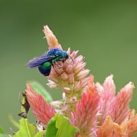 花壇で出会った虫さんたち！（5）《 今日はタイミングがよかったのだ 》