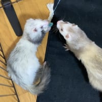 兄妹仲良く☆彡