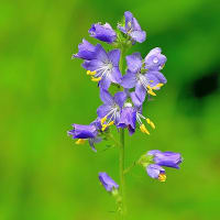 「まぼろしの花」と言われる ハナシノブは やはり神秘的