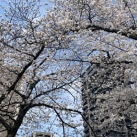 満開の桜