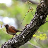 留鳥化・・・（繁殖期と越冬期の周年で生息している）