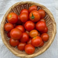 中玉トマト最盛期