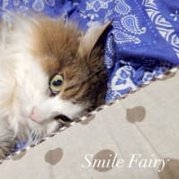 １２歳のメープルちゃん