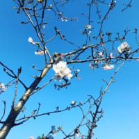 浜離宮恩賜庭園