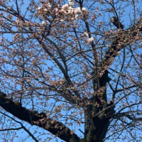 蕾がほころび始め