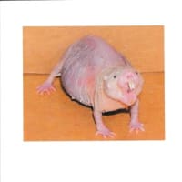 Naked mole rat （ハダカデバネズミ）