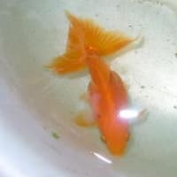 魚の餌研究1 土佐錦編 文太のほどほど金魚 魚の餌研究1 土佐錦編 文太のほどほど金魚
