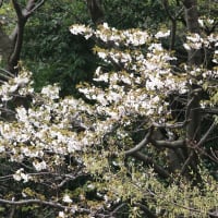 膝痛で花見ができず、ベランダから前の大貫山の桜を撮影