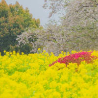 桜・菜の花にツツジ　有明の森フラワーパーク　～2024桜の名所めぐり～