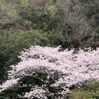 3月22日　雲　桜満開
