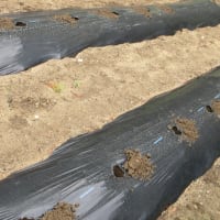 ナスとピーマンを不織布のトンネル掛けで植付け