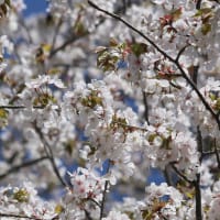 北海道の遅い春の桜12-2