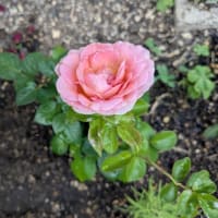 紫陽花