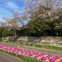 芝　桜