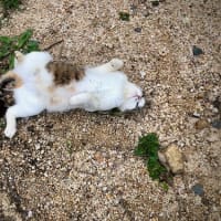 ねこねこねこ、ねんころり〜