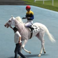 函館競馬・２歳新馬戦で “白毛馬” 快勝．．．