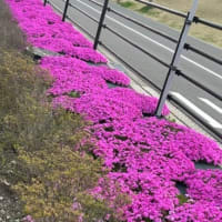 ブログの引っ越し（画像）＆芝桜