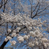 桜舞う