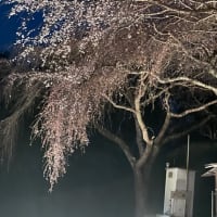 秦野中井松本のライトアップされた滝桜