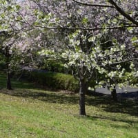 四季折々1080　　鑓水小山緑地の桜