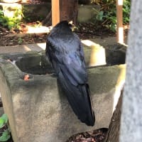 ガラケーの　写真懐かし　朝の事