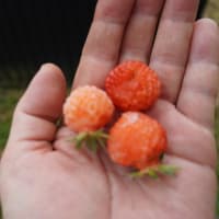 過去一の出来栄え～葉物野菜