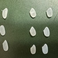 カルローズ米
