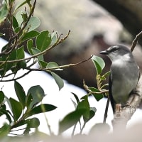 奄美大島の野鳥