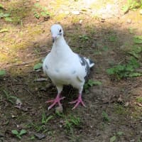 ココロちゃん♪
