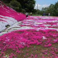絶景　三島さんの芝桜