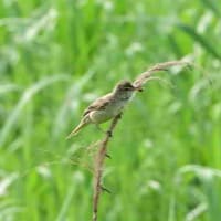 草地では、オオヨシキリが鳴いていた。