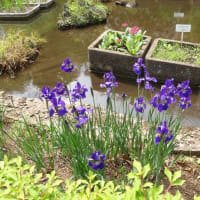 お花の続き