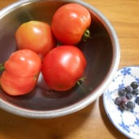 ミニ菜園トマトの初収穫
