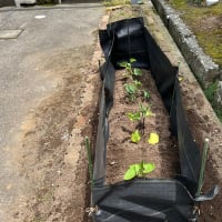 2025庭いじり№02（ようやく野菜苗を植えます）