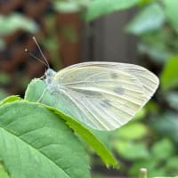 いつもの花がある時　〜増えたり減ったり〜