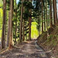 1424 　　爽やか桟敷ヶ岳（北山）          2025. 05. 05（月）快晴
