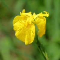 夏の花達２）アヤメの仲間