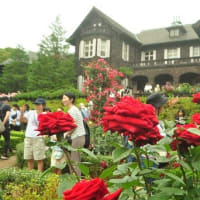 旧古河庭園　春バラフェスティバル